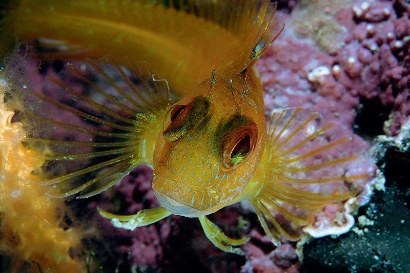 Differenti livree di Parablennius pilicornis